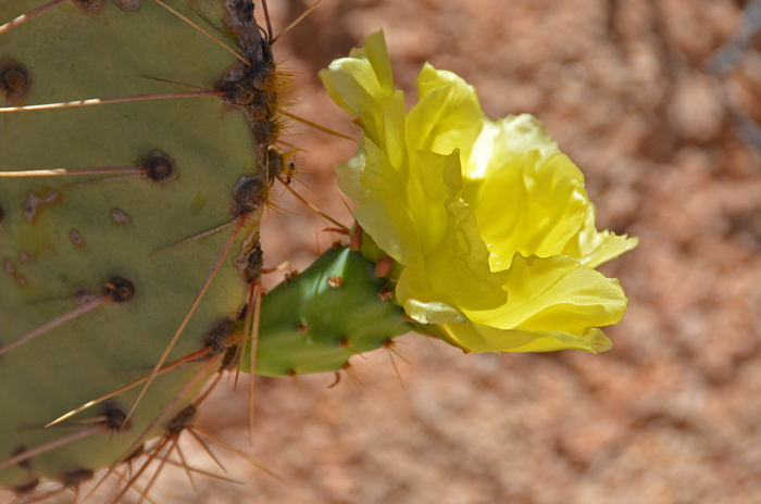 Tulip Pricklypear has showy large yellow flowers with red basal portions. This species blooms across its range from April to July. Opuntia phaeacantha
